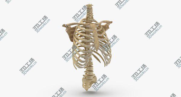 images/goods_img/20210312/3D Real Human Rib Cage Spine Calvicle and Scapula Bones Anatomy 01 model/1.jpg